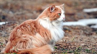 'Meet Fluffy: The Adorable White and Orange Feral Cat Turned Car Companion!'