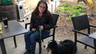 How to train your service dog to go “down under” at a restaurant.