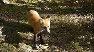 A fox keeps following me