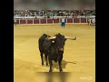 Primer toro de cajon aover de tajo 2022