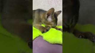 Абиссинский кот мурлыкает и топчет