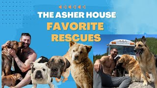 WHAT ARE YOUR FAVORITE ASHER HOUSE DOG RESCUES??? #dogrescuevideos #animallover