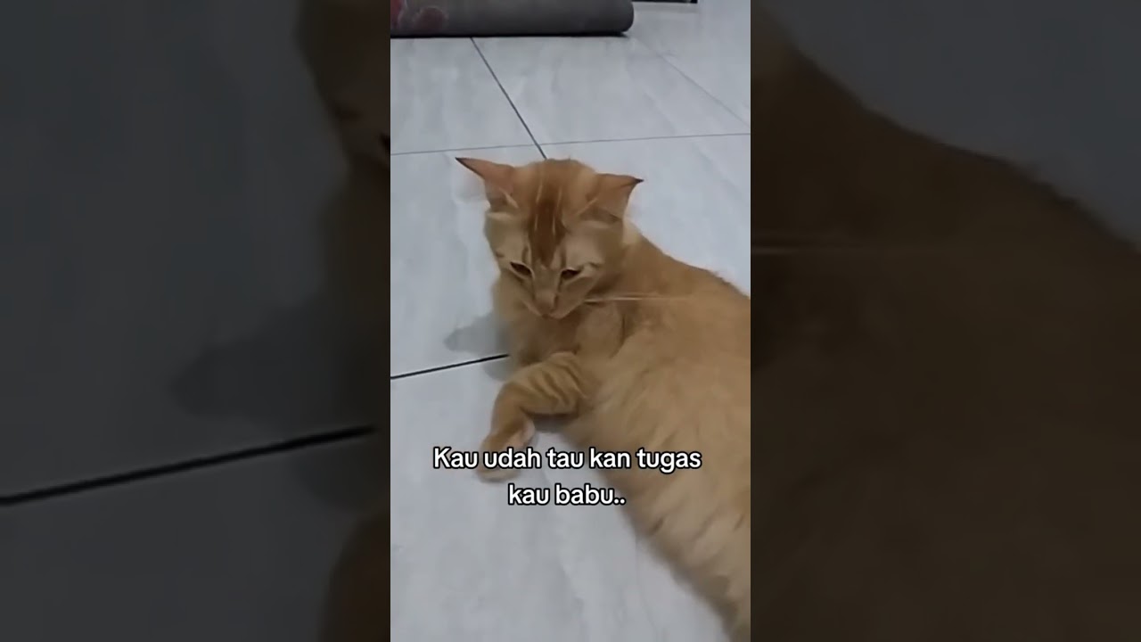 KUCING SIMBA 