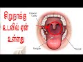 சிறுநாக்கு உடலில் ஏன் உள்ளது | Science in tamil
