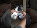 madrasi patte..#. Shahid Nagar pigeon shop 🕊️