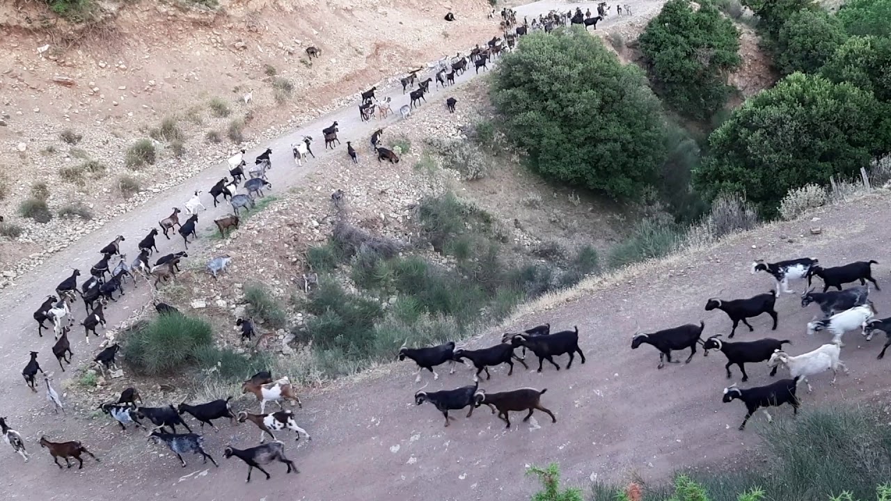 Γιδια Διαμαντόπουλου λαπαναγοι Καλαβρύτων