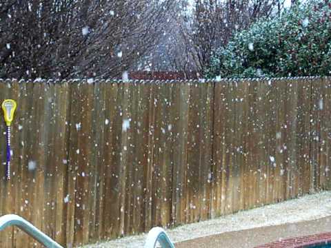 Snow Squirrel