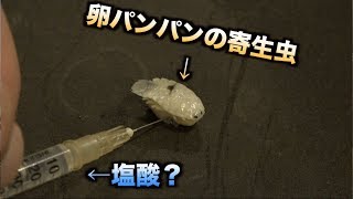 【実験】注射器で卵持ちの寄生虫に塩酸？を注入して4日放置した結果・・・