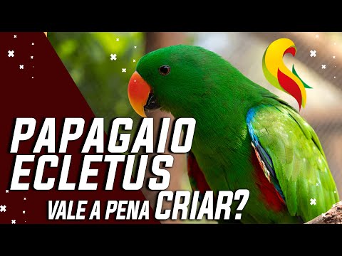 Vídeo: Arara de Hahn