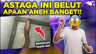 ANEH BANGET BELUT INI!! APAKAH BELUT ALBINO, IVORY, ATAU APA? SEKILAS KAYAK ULAR