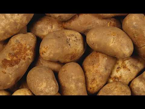 Почему картофель зеленеет после того, как её выкопали и вредно ли это?