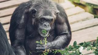 Collecting Browse for the Chimps