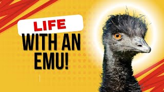 What is life like with an Emu: Let's take a deep dive into it!