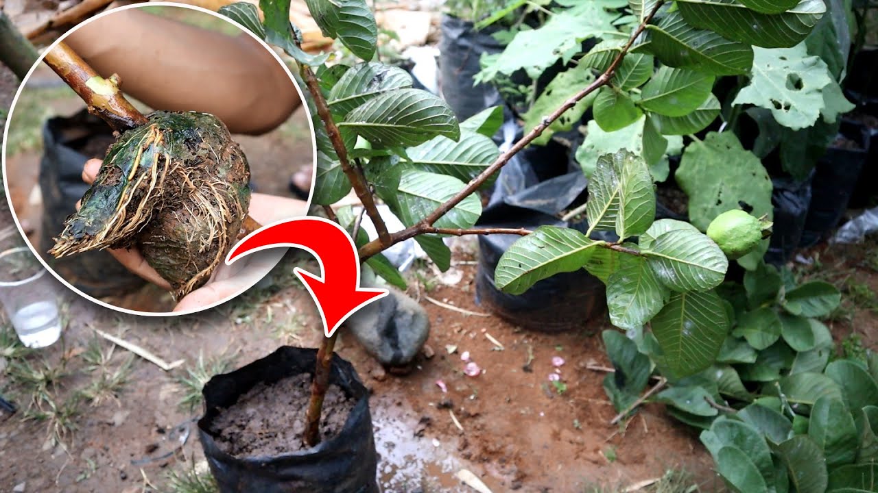 How to rooting red guava - YouTube