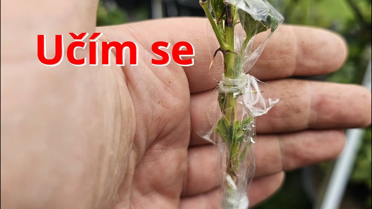 Roubování ANGREŠTU 🌳 50% Úspěšnost Roubování Na Stromek! 🤩 Pěstování