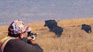 Epic Wild Boar Hunt In Turkey - Net Çeki̇m Efsane Domuz Avi - Cazando Jabalíes