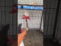 Best Diet 🍲 for Birds 🦜 #birds #summer #bathtime #hotweather #garmi #cool #budgies #lovebird