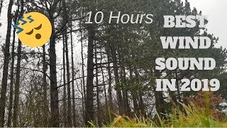 10 Hours Of Wind Blowing Through Trees With Rain. Relaxation / Sleep