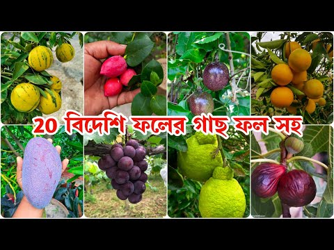 ভিডিও: বালির মৌল কখন জন্মায়?