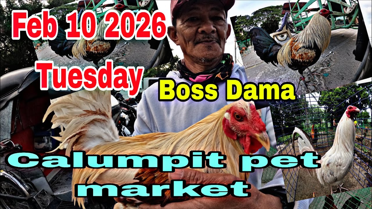 Feb 10 2026 Tuesday , Boss Dama , Calumpit pet market .
