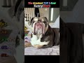 I lost it at the end. 😂 #funny #dogshorts #pets #foryou