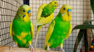 11 hr Budgie Sounds for Lonely Budgies To make Them Happy