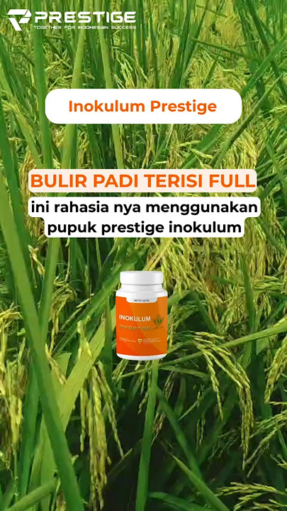 🌾 Bulir padinya penuh, terisi sempurna dari ujung hingga pangkal!