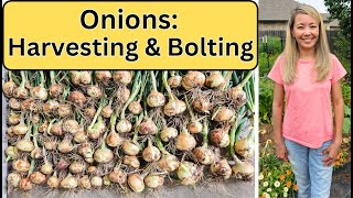 Onions When To Harvest & What To Do With Bolting