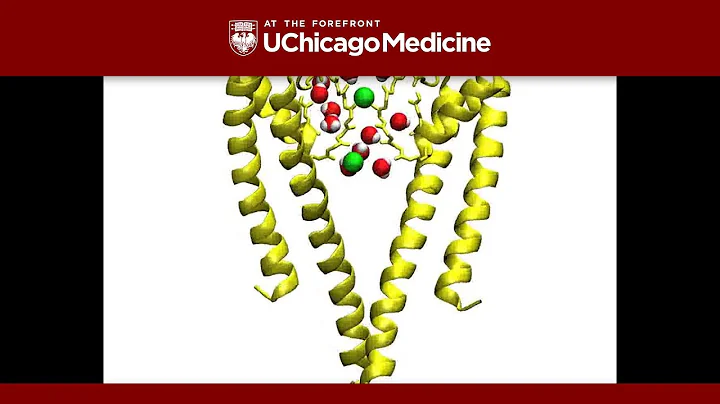 Water molecules block potassium ions from flowing