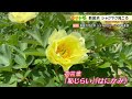 【愛媛・新居浜市】美しく咲き誇る 約3万本の「シャクヤク」