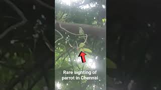 Rare sighting of parrot in Chennai City India Indian bird भारत इण्डिया astrology bhakti sanatan Shiv