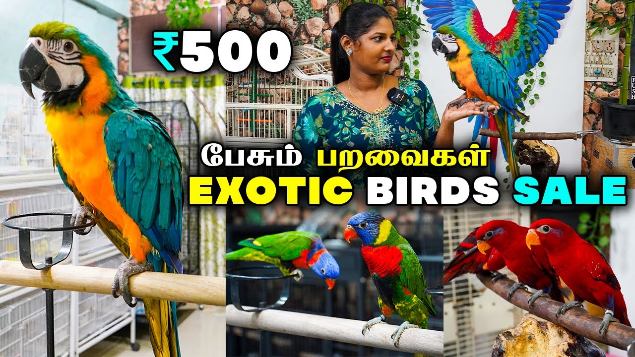 BIRDS SALE ரூ.500 முதல் Tamed And Talking Birds For Sale | Sun Conure,Cockatiel, African Love Birds