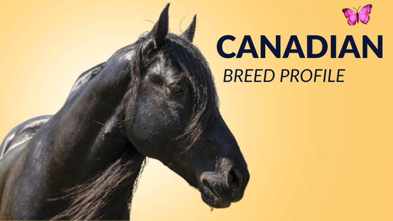 Canadian Horse Breed Profile History - Price - Characteristics - Training - Grooming