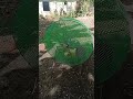 treadmill ng manok pang sabong para laging kondisyon