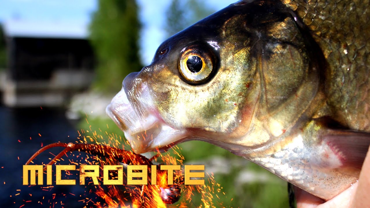 Lahnarallia Viannankoskella/Bream and Zander Fishing in Finland