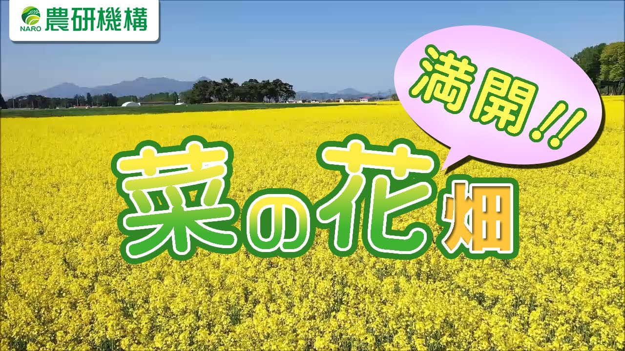 農研機構 東北農業研究センター 満開の菜の花畑 YouTube