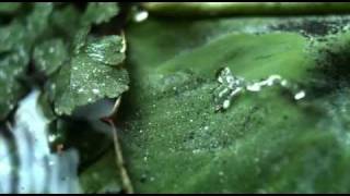 Invisible Worlds - Lotus Leaf