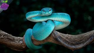 15 Most Beautiful Snakes in the World (You’ve Never Seen Colors Like These!)