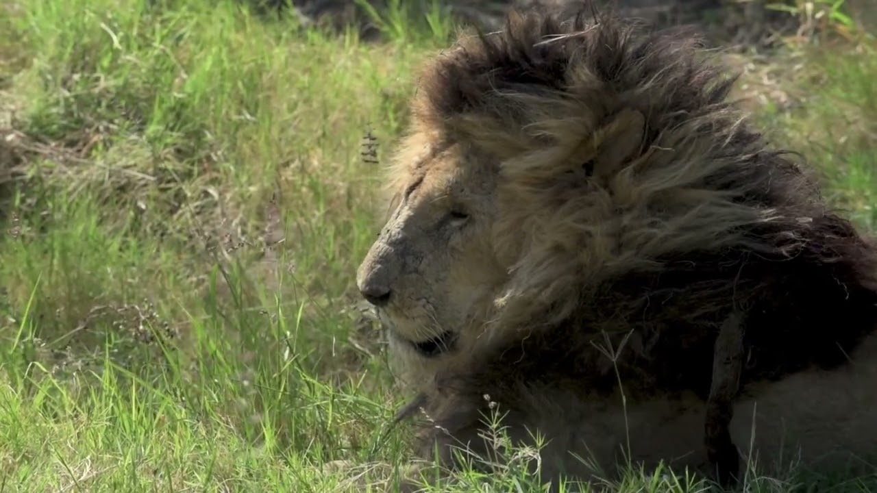 R.I.P Scarface -the most famous africa lion ni his last minutes