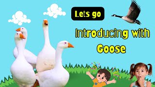 Amazing Goose Facts Every Child Should Know 🦢 #kids