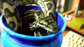 Morelia Spilota Mcdowelli - Coastal Carpet Python Profile