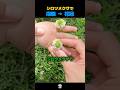 シロツメクサをつなげ続けるとどうなる？