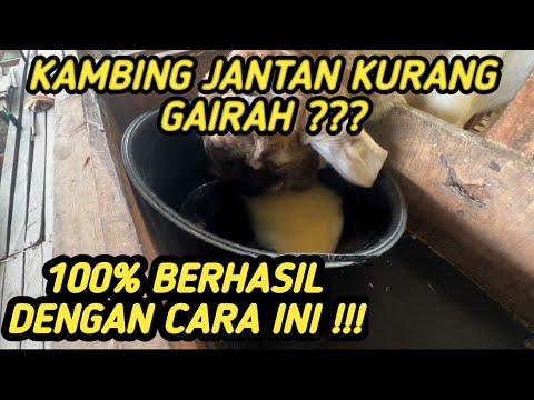 Cara Bikin Kambing Jantan Birahi