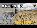 藏羚羊其实很 变态 生存能力非常强悍 为啥很快就濒危了 藏羚羊其实很 变态 生存能力非常强悍 为啥很快就濒危了