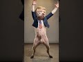 Dog Dancer #ai #dogs #usa #trump #shorts