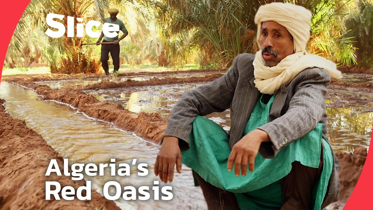 Timimoun’s Fight to Preserve Algeria’s Most Iconic Oasis Way of Life | SLICE | FULL DOCUMENTARY