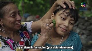 Uso de plantas medicinales en Chikindzonot, Yucatán [AIEC2023]