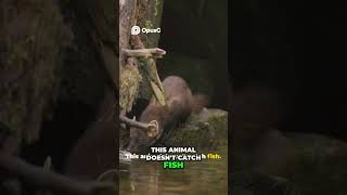 Celebrity The Fisher: North America's Fierce, Mysterious Forest Hunter #natureshorts #wildlife #animals Profile