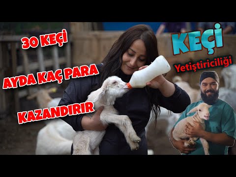 30 KEÇİ 1 YILDA KAÇ PARA KAZANDIRIR (Keçi Yetiştiriciliği ve Keçi Sütü)