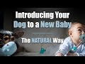 Introducing Your Dog to a New Baby (The NATURAL Way)